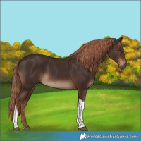 Horse Color:Liver Chestnut Tobiano Rabicano 