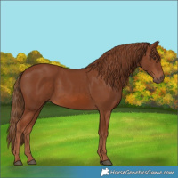 Horse Color:Chestnut 