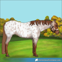 Horse Color:Red Roan Near Leopard 