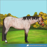 Horse Color:Bay Roan 