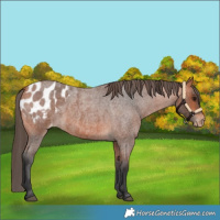 Horse Color:Bay Roan Blanket