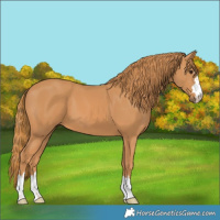 Horse Color:Chestnut 