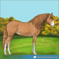 Horse Color:Chestnut 