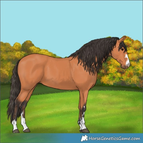Horse Color:Bay 