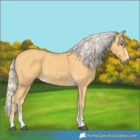 Horse Color:Palomino 