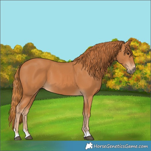 Horse Color:Chestnut 