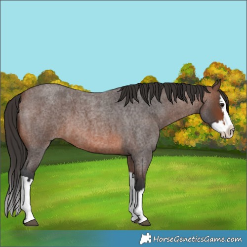 Horse Color:Brown Roan Splash 