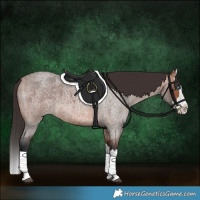 Horse Color:Bay Roan Splash 