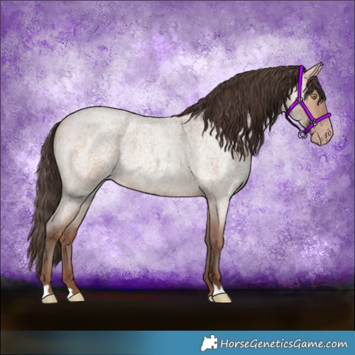 Horse Color:Amber Champagne Roan 