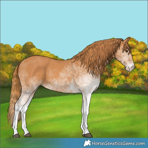 Horse Color:White Spotted Chestnut 