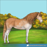 Horse Color:White Spotted Chestnut