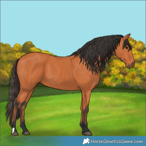 Horse Color:Bay 