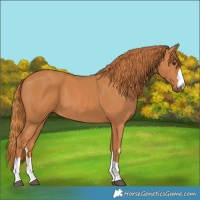 Horse Color:Chestnut 