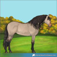 Horse Color:Bay Dun