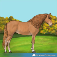 Horse Color:Chestnut 