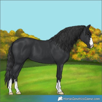 Horse Color:Black 