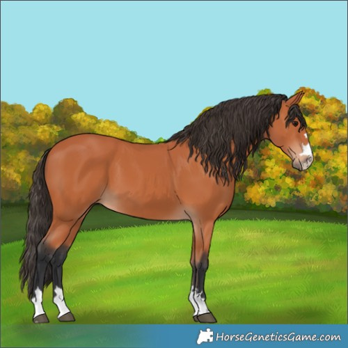 Horse Color:Bay 
