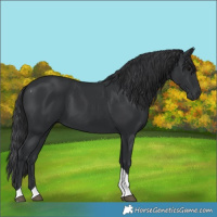 Horse Color:Black Tobiano