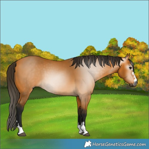 Horse Color:Gray Buckskin 