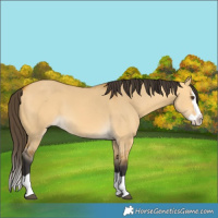 Horse Color:Buckskin Dun Splash