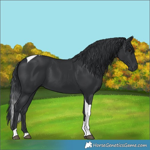 Horse Color:Black Tobiano 