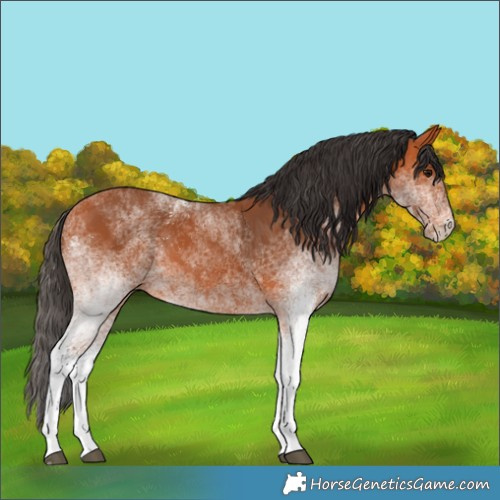 Horse Color:White Spotted Bay 