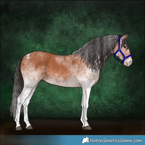 Horse Color:White Spotted Bay 