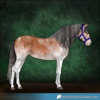 Horse Color:White Spotted Bay 