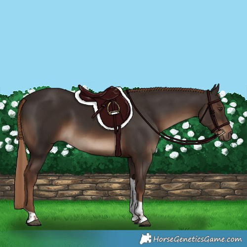 Horse Color:Liver Chestnut Tobiano Rabicano 
