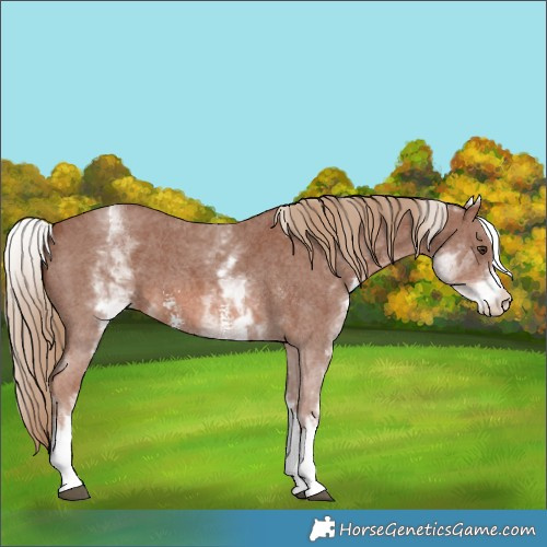 Horse Color:White Spotted Chestnut Sabino