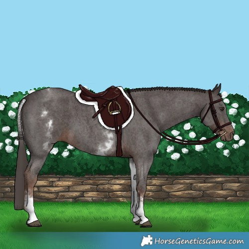 Horse Color:White Spotted Liver Chestnut Sabino 