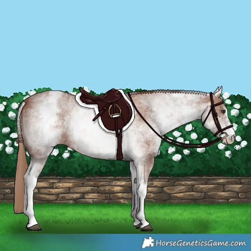Horse Color:White Spotted Chestnut Sabino 