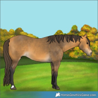 Horse Color:Buckskin
