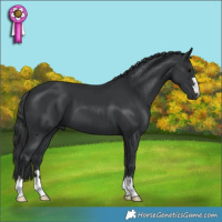 Horse Color:Black 