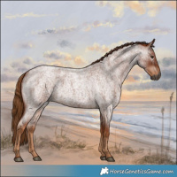 Horse Color:Gray Red Roan