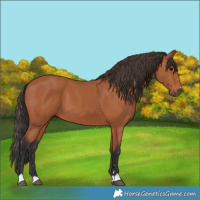 Horse Color:Bay 
