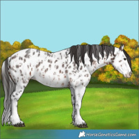 Horse Color:Bay Sabino Splash Near Leopard  and Brown Sabino Splash Near Leopard 