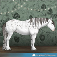 Horse Color:Liver Chestnut Sabino Splash Near Leopard  and Liver Chestnut Sabino Splash Near Leopard 
