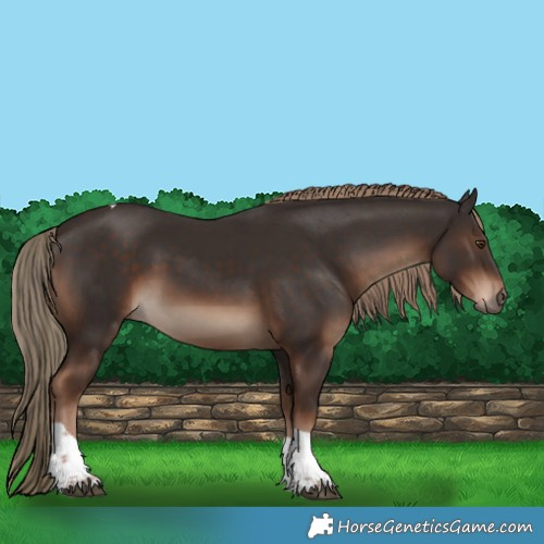 Horse Color:Liver Chestnut Tobiano Rabicano