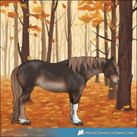 Horse Color:Liver Chestnut Tobiano Rabicano