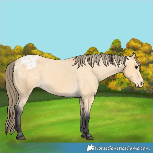 Horse Color:Buckskin Appaloosa 