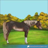 Horse Color:Liver Chestnut Tobiano Rabicano