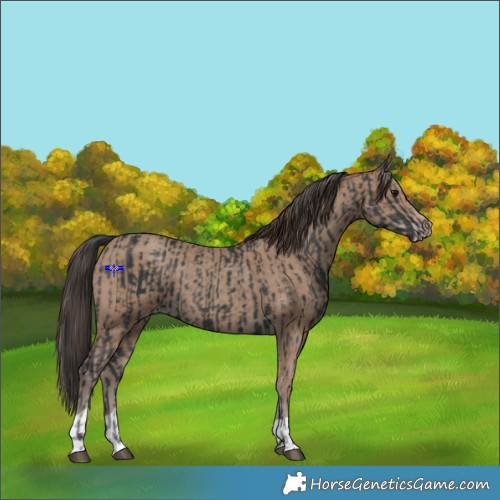 Horse Color:Black and Classic Champagne