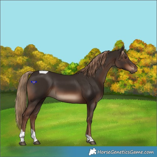 Horse Color:Liver Chestnut Tobiano Rabicano 