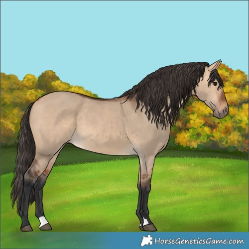 Horse Color:Bay Dun 