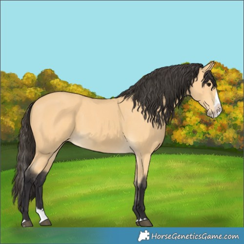 Horse Color:Buckskin Splash 