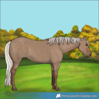 Horse Color:Silver Grullo 