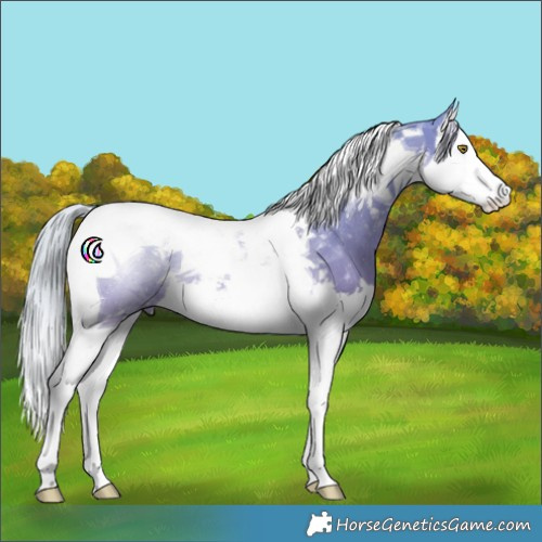 Horse Color:Silver Bay Dun Splash Tobiano Rabicano