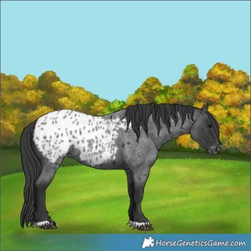 Horse Color:Blue Roan Blanket