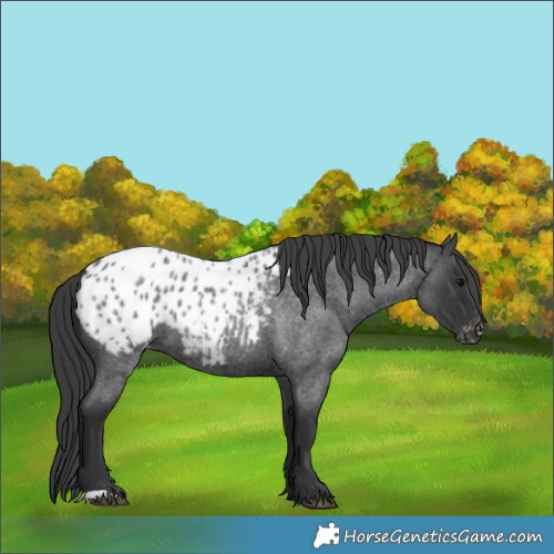 Horse Color:Blue Roan Blanket